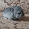 Персик