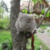 Ерошка