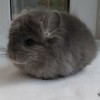 Майкл