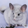 28 Стар Яхрома