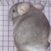 Фаворит Стеша