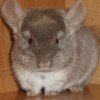 Клер