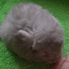 Капучинка