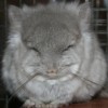 Лола