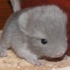 Зайчик
