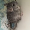 без клички