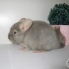 Чел Чин Ханна