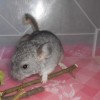 Дарик