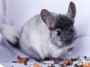 9 мес