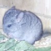 Элла