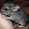 Соня