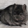 Юрата