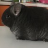 Чел Чин Сакура