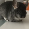 Чел Чин Мируку