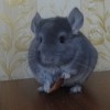 Шайн