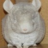 Дакота