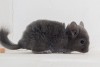 1 мес 3 нед
