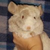 Лола
