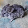 Сартана