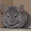 Лила
