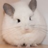 Исиль Айглос