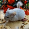 Маришка