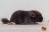 1,5 мес