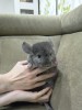 4,5 месяца