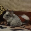 Диана