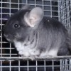 Энигма
