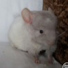 Мила
