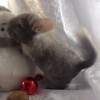Конго 
