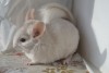 3 мес
