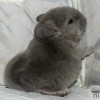 Бруно Арктик Шиншилла