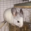 Шунтик
