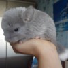 Китнис
