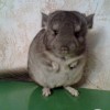 Шуня