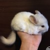 Эмили