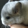 Без клички