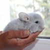 Лучик