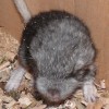 НафНаф