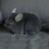 Персей