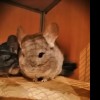 Стефания