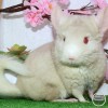 Кеотея