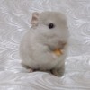 бк