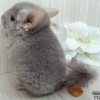 Атос