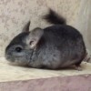 ярик