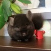 Аамир 
