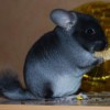 Нафаня