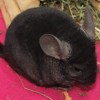 АГАТ